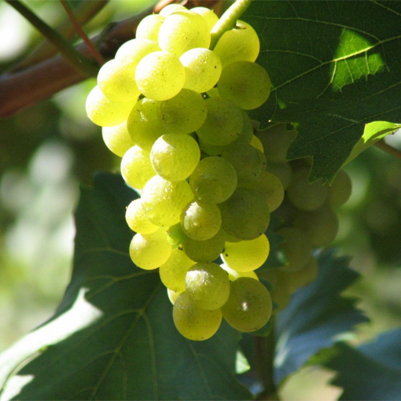 Vita de Vie Isabella Bianca, Vitis Vinifera, pentru vin, alb