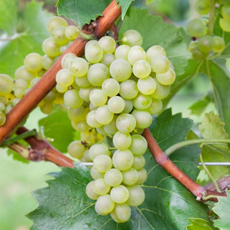 Vita de Vie Isabella Bianca, Vitis Vinifera, pentru vin, alb