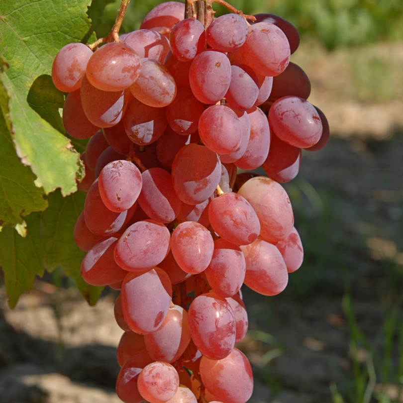 Vita de Vie Grossa Rosa Tardiva, Vitis Vinifera, pentru masa, rosu