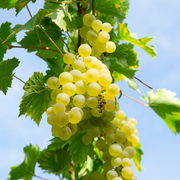 Vita de Vie Grossa Bianca Precoce, Vitis Vinifera, pentru masa, alb