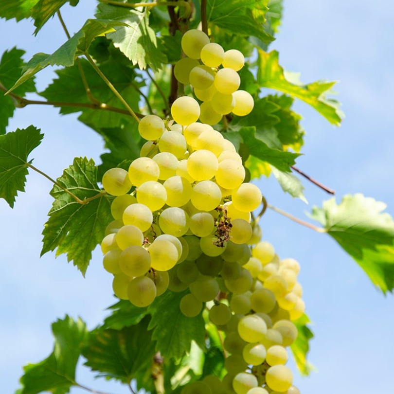 Vita de Vie Grossa Bianca Precoce, Vitis Vinifera, pentru masa, alb