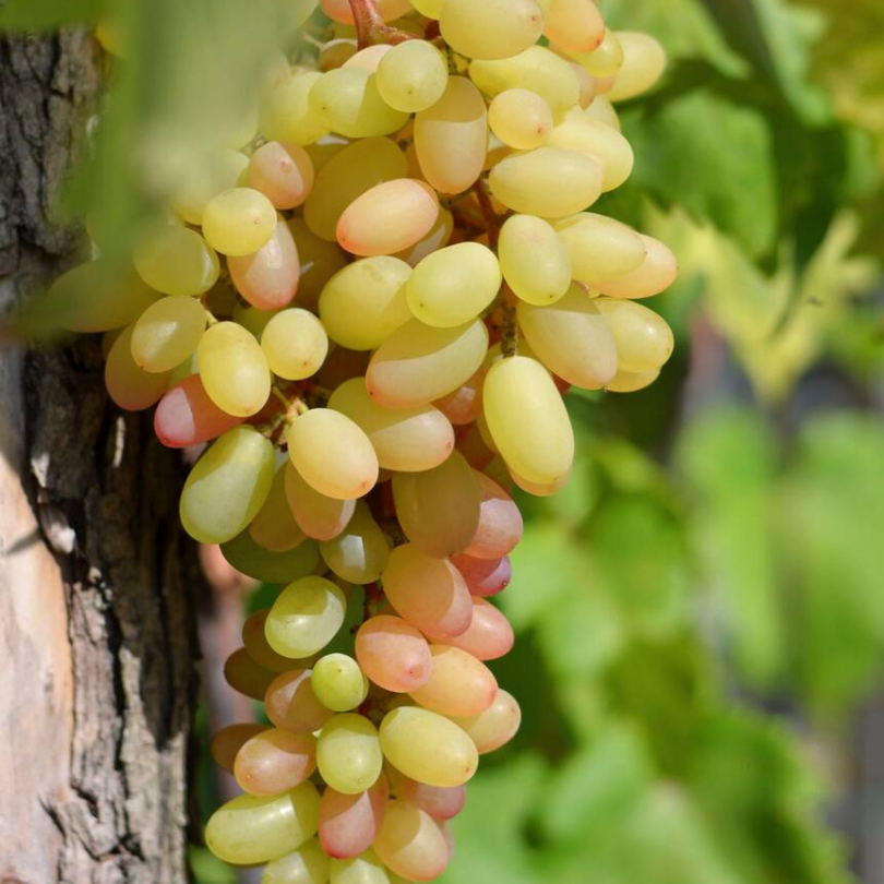 Vita de Vie Fragola Bianca, Vitis Vinifera, pentru masa, alb