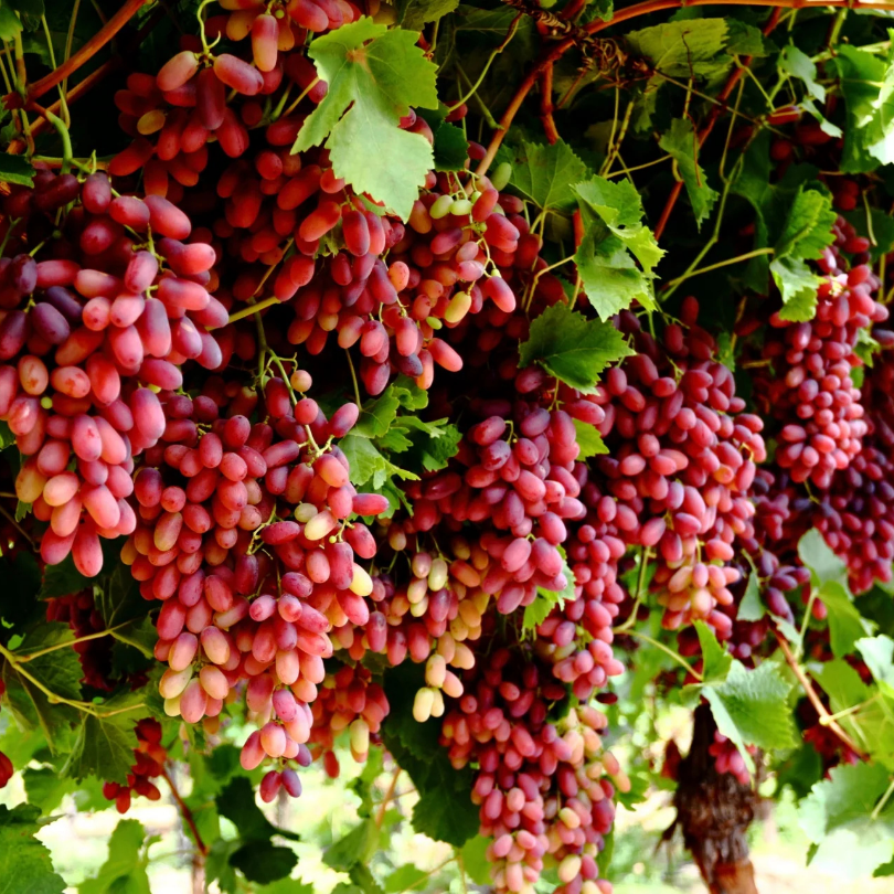 Vita de Vie Crimson Seedless, Vitis Vinifera, pentru masa, rosu