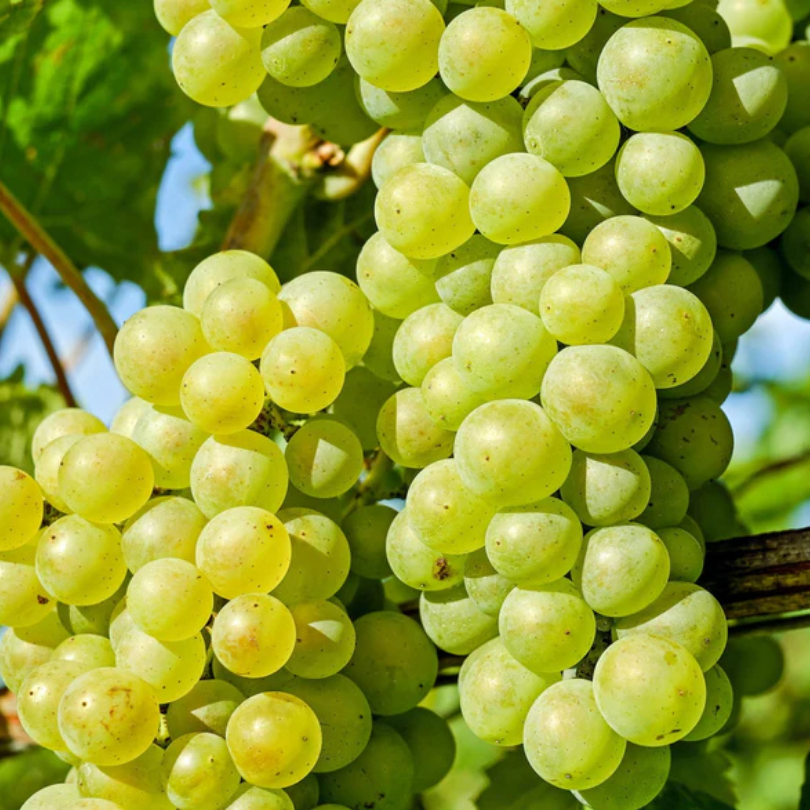 Vita de Vie Chardonnay, Vitis Vinifera, pentru vin, alb