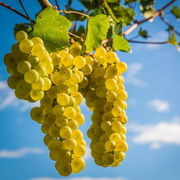 Vita de Vie Chardonnay, Vitis Vinifera, pentru vin, alb