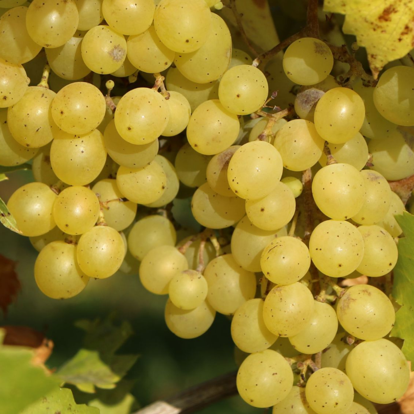 Vita de Vie Chardonnay, Vitis Vinifera, pentru vin, alb