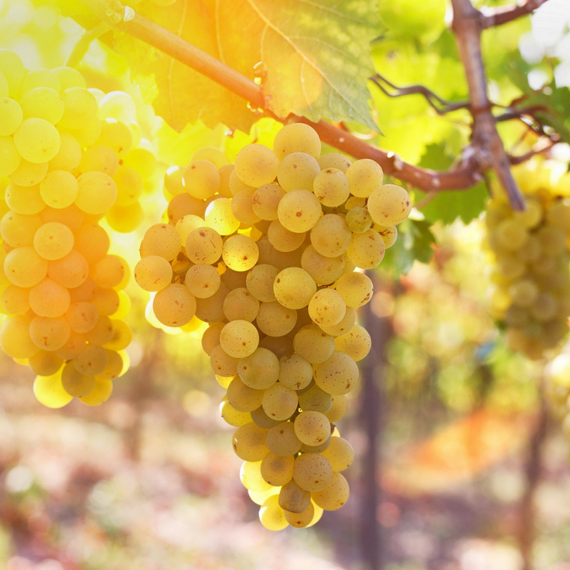 Vita de Vie Chardonnay, Vitis Vinifera, pentru vin, alb