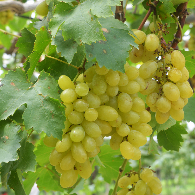 Vita de Vie Centennial, Vitis Vinifera, fara samburi, alb