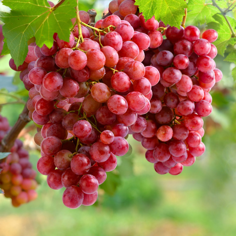 Vita de Vie Cardinal, Vitis Vinifera, pentru masa, rosu