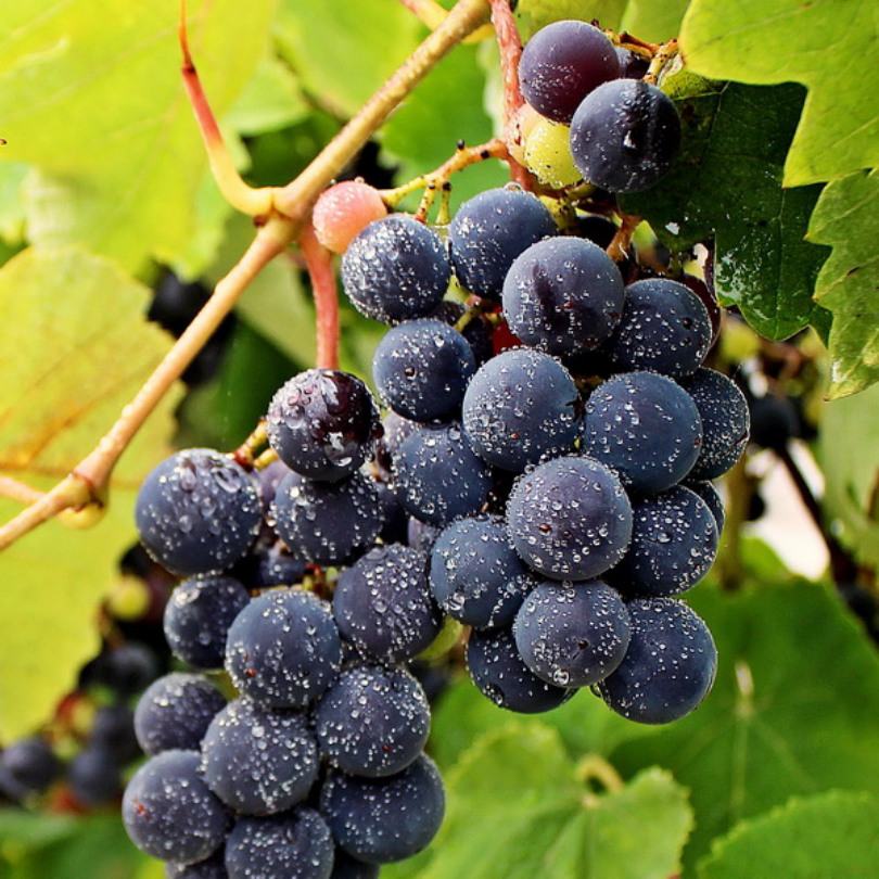 Vita de Vie Capsunica, Vitis Vinifera Isabella Nera, pentru masa si vin, negru