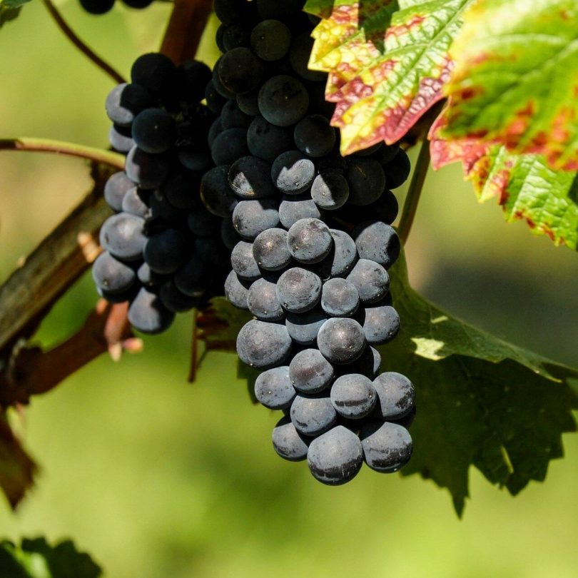 Vita de Vie Capsunica, Vitis Vinifera Isabella Nera, pentru masa si vin, negru