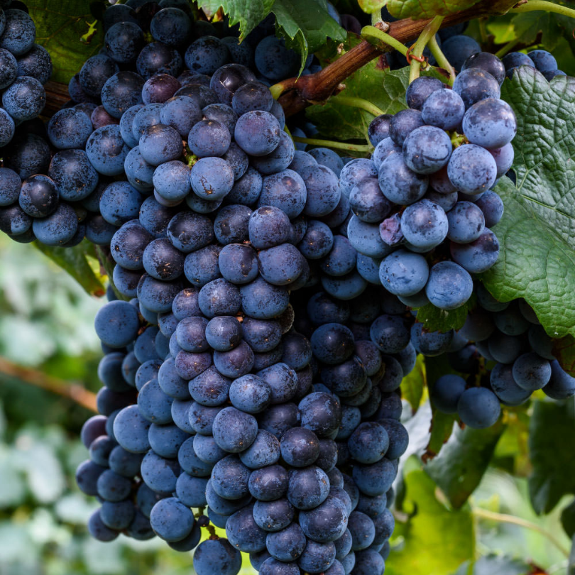 Vita de Vie Capsunica, Vitis Vinifera Isabella Nera, pentru masa si vin, negru
