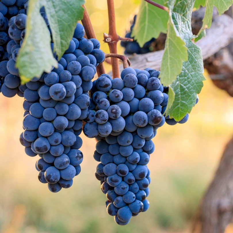 Vita de Vie Cabernet Sauvignon, Vitis Vinifera, pentru vin, negru