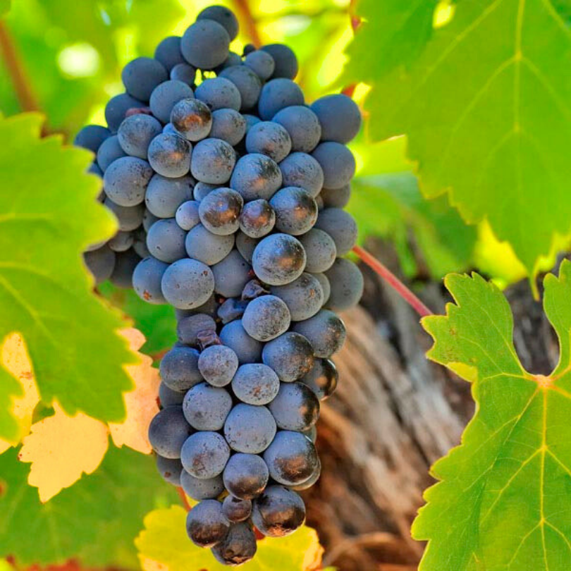 Vita de Vie Cabernet Sauvignon, Vitis Vinifera, pentru vin, negru