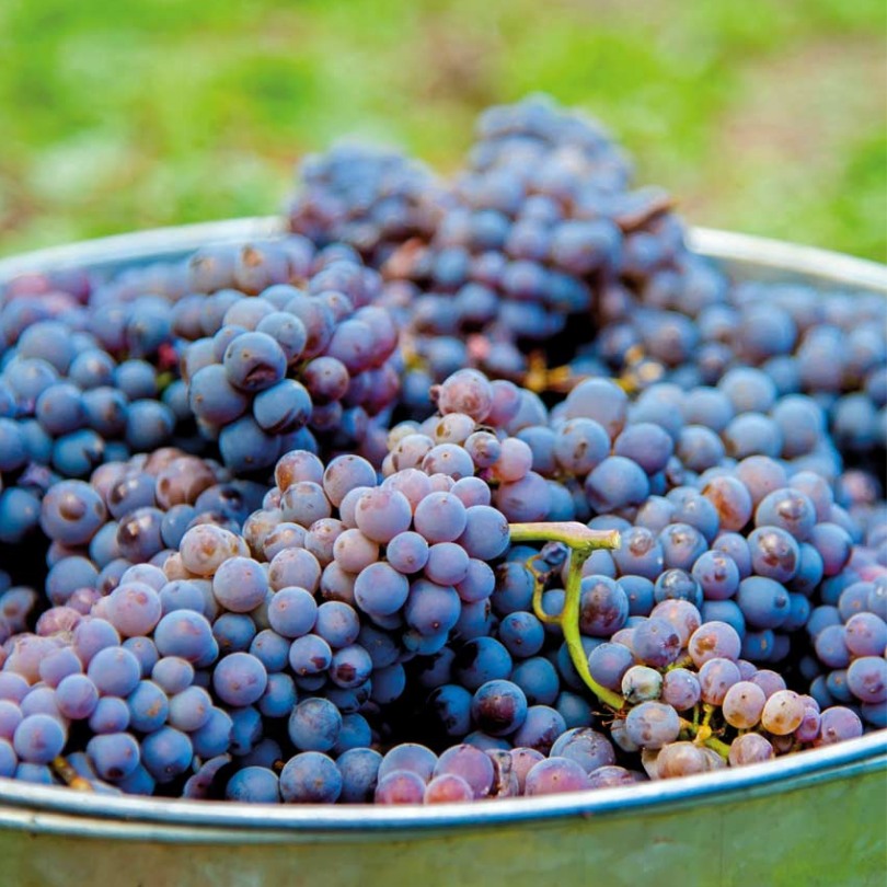 Vita de Vie Cabernet Sauvignon, Vitis Vinifera, pentru vin, negru