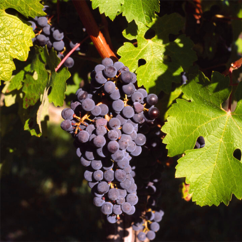 Vita de Vie Cabernet Franc, Vitis Vinifera, pentru vin, negru