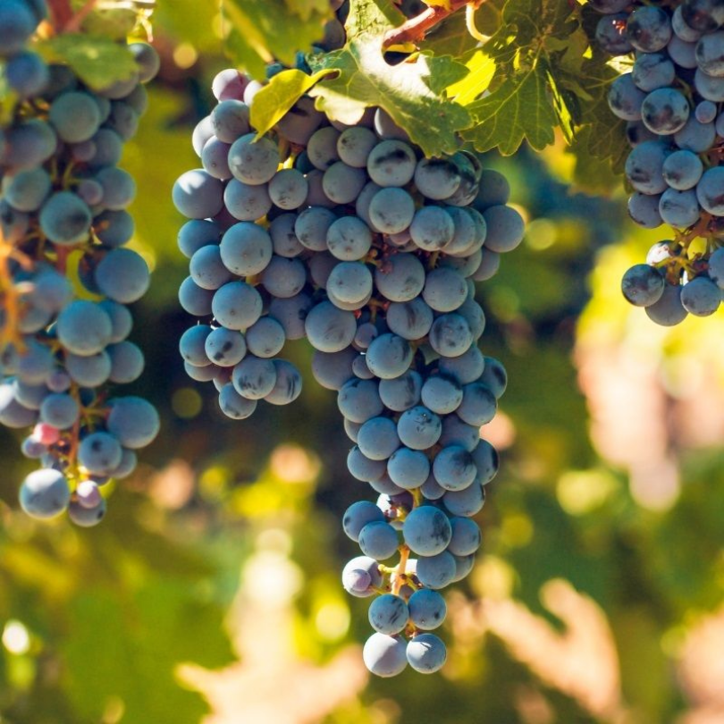 Vita de Vie Cabernet Franc, Vitis Vinifera, pentru vin, negru