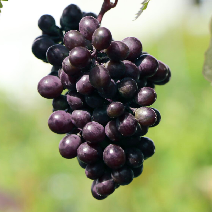 Vita de Vie Attika, Vitis Vinifera, fara samburi, negru