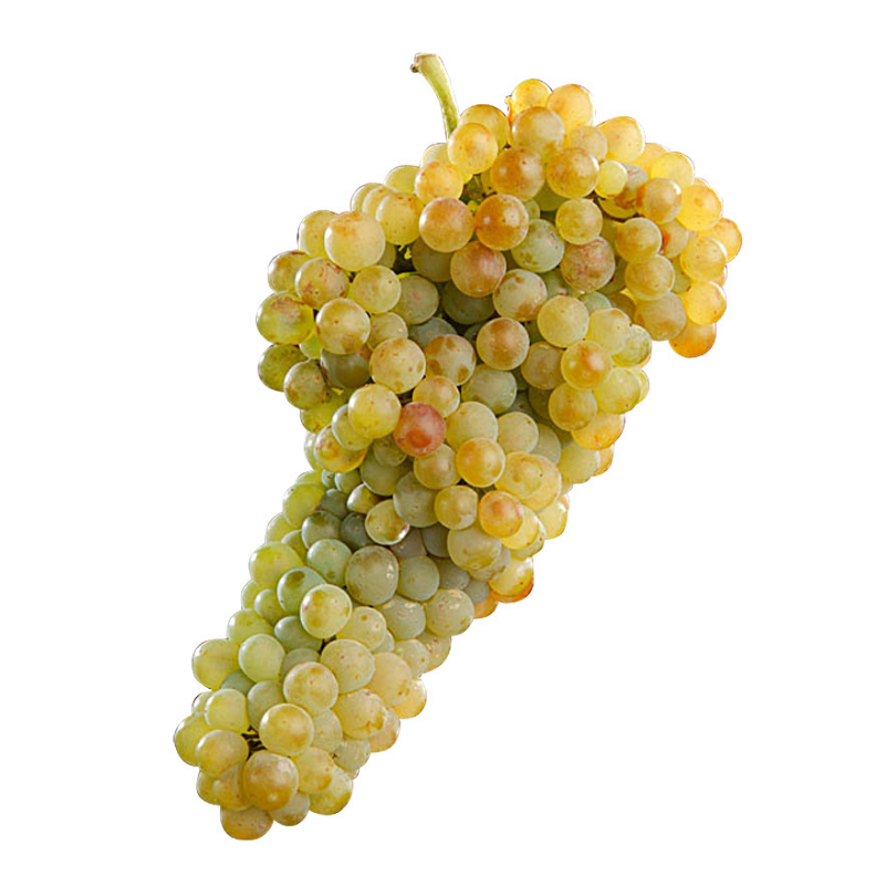 Vita de Vie Angelica Gialla, Vitis Vinifera, pentru masa, alb