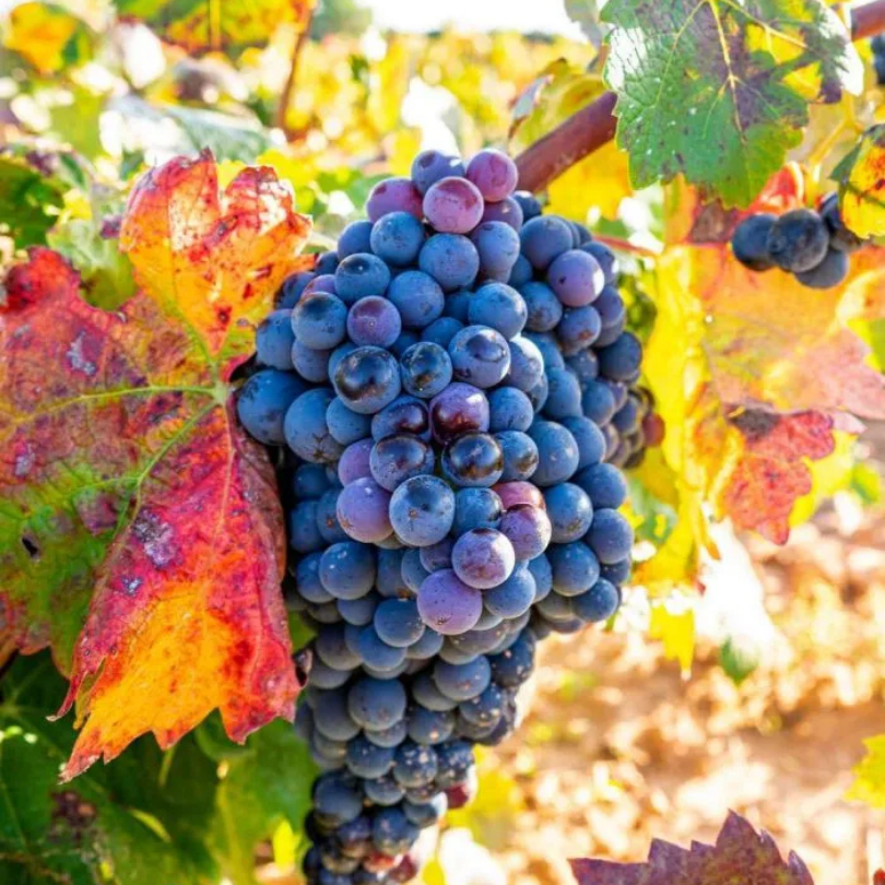 Vita de Vie Aleatico, Vitis Vinifera, pentru masa, negru