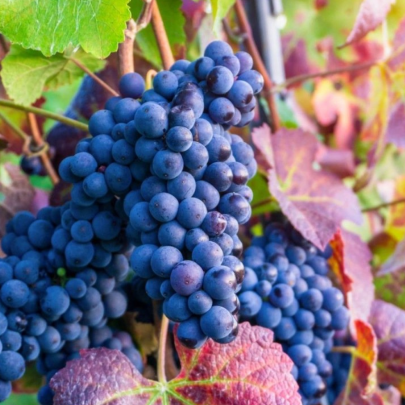 Vita de Vie Aleatico, Vitis Vinifera, pentru masa, negru