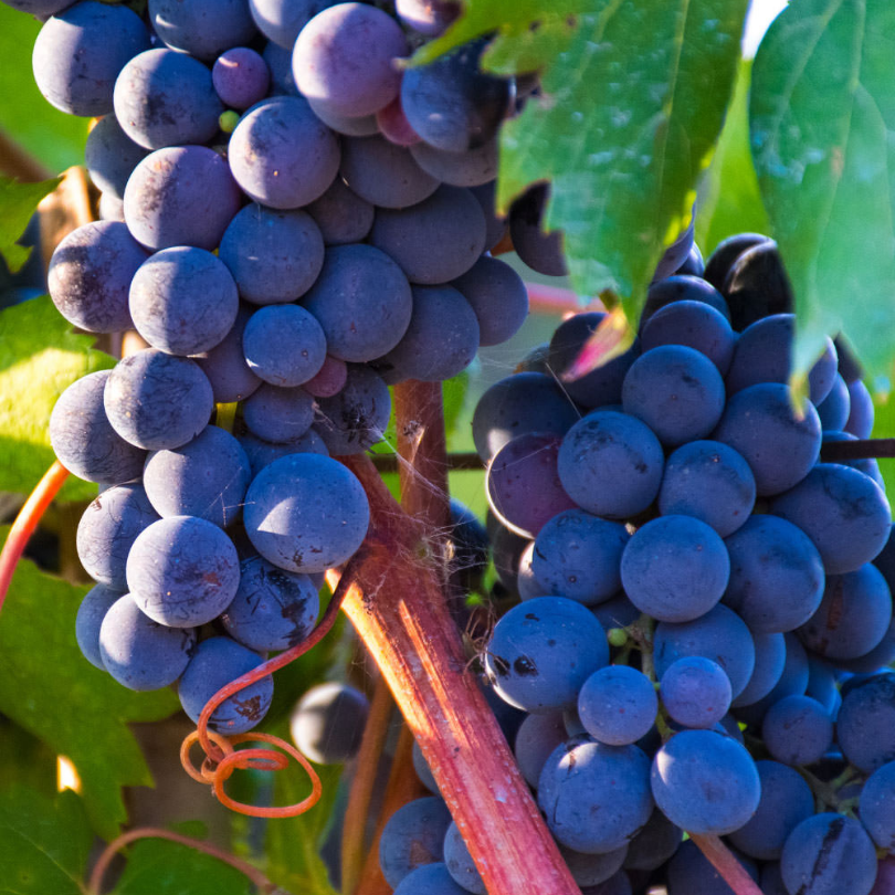 Vita de Vie Aleatico, Vitis Vinifera, pentru masa, negru