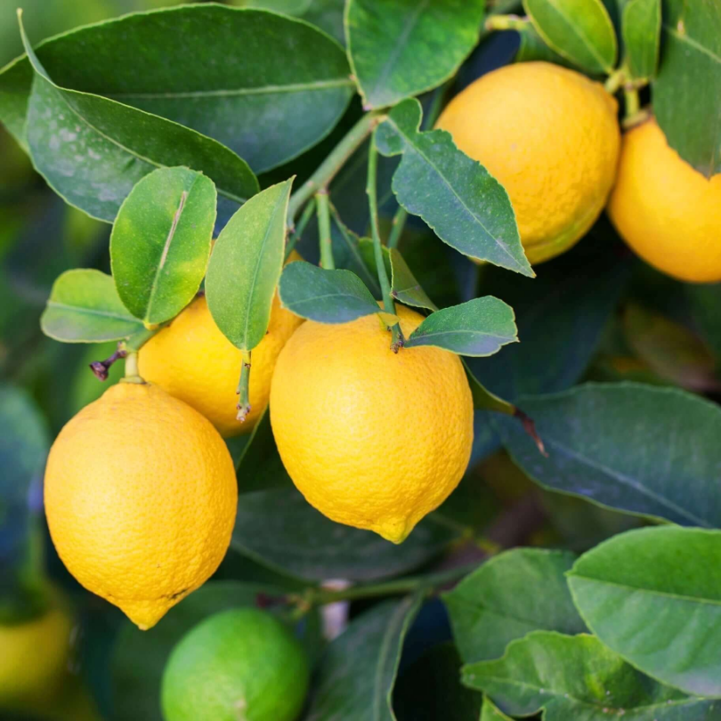 Lamai, Citrus Lemon