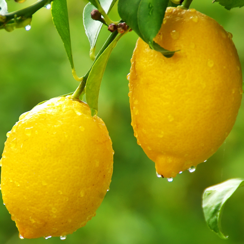 Lamai, Citrus Lemon