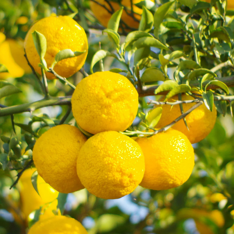 Lamai, Citrus Junos Yuzu