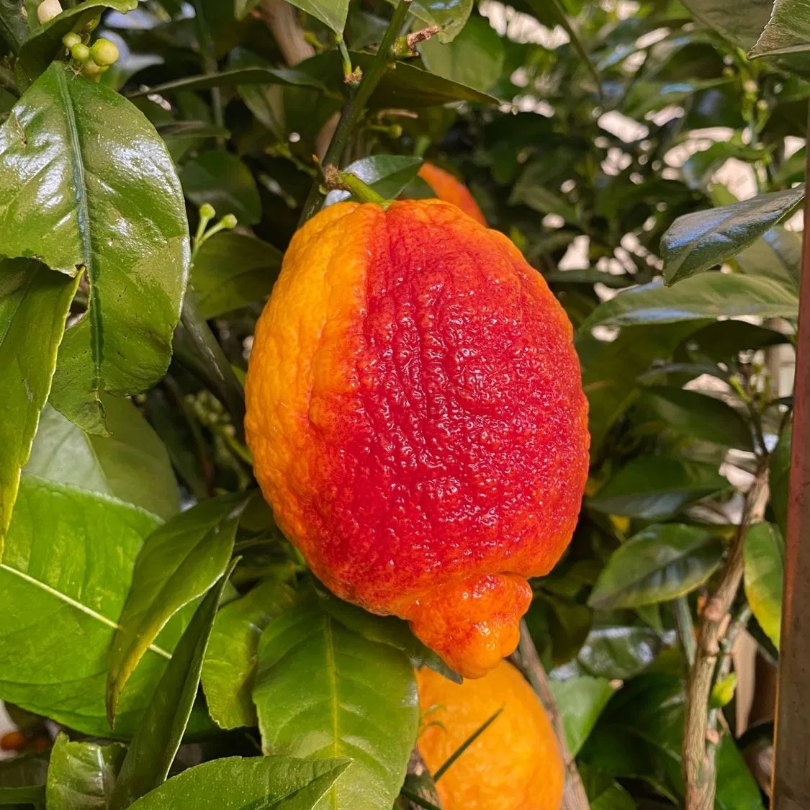 Lamai pe Spalier, Citrus Rosso