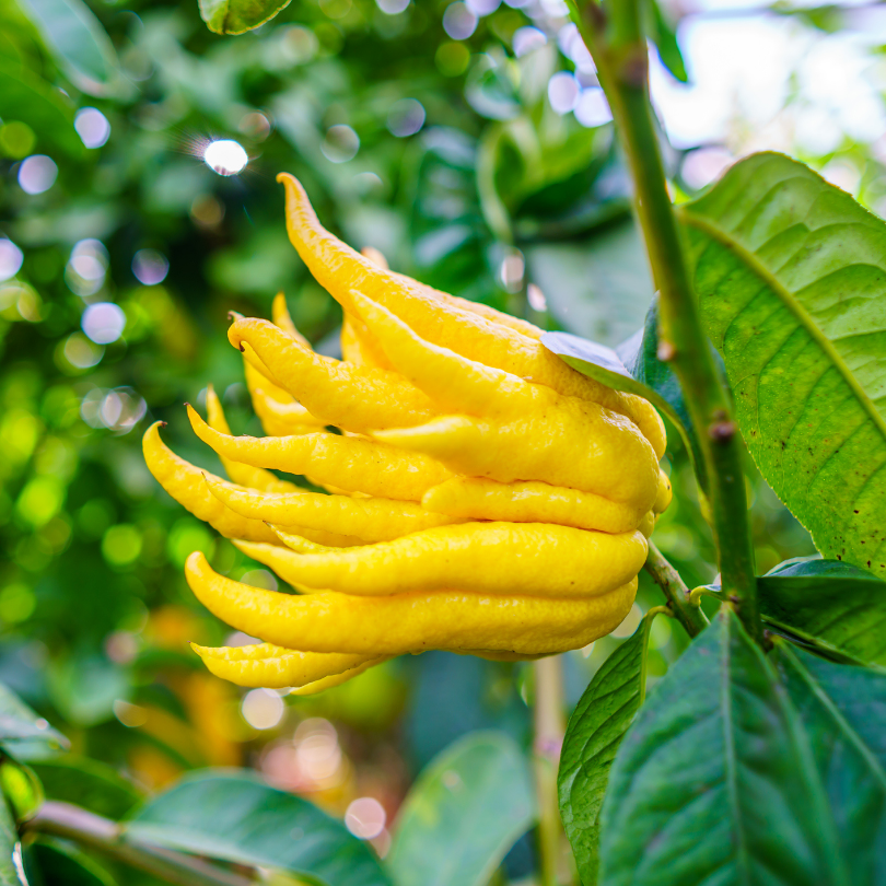 Lamai Mana lui Buddha, Citrus Medica Digitata Mano di Buddha