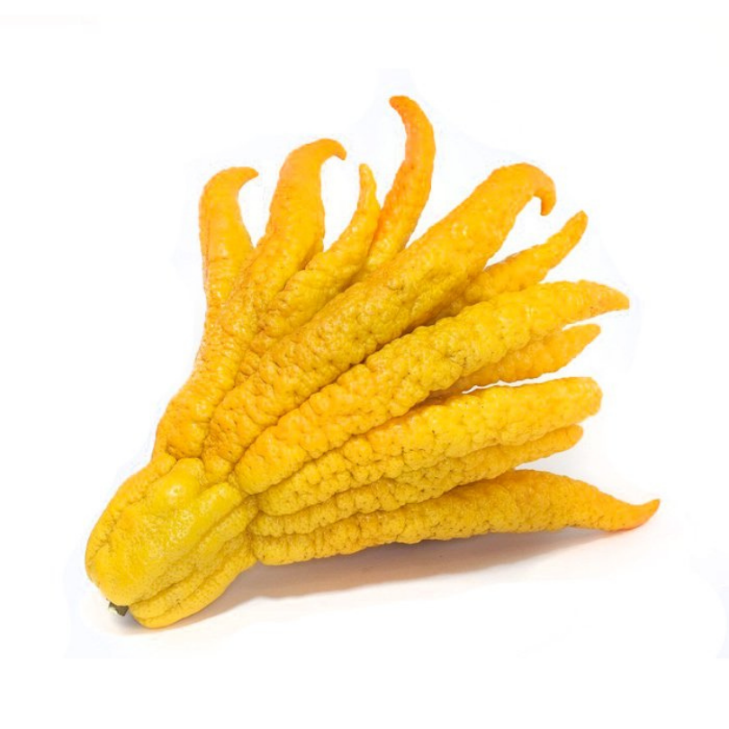 Lamai Mana lui Buddha, Citrus Medica Digitata Mano di Buddha
