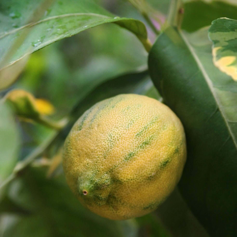 Lamai Aurantium, Citrus Lemon