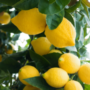 Lamai 4 Stagioni, Citrus Lemon