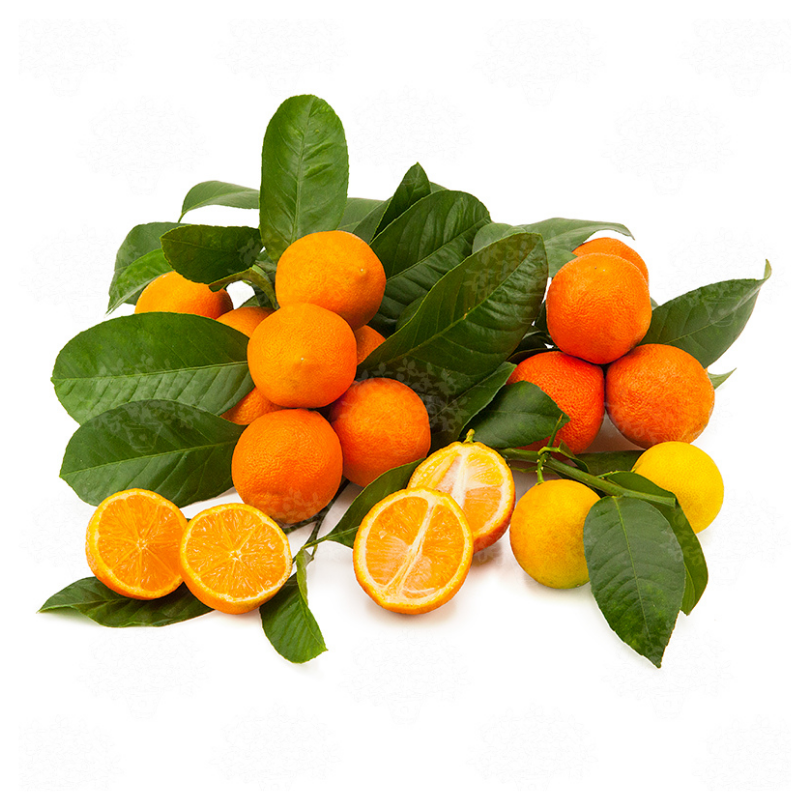 Portocal Pitic Hibrid, Citrus Otaitensis