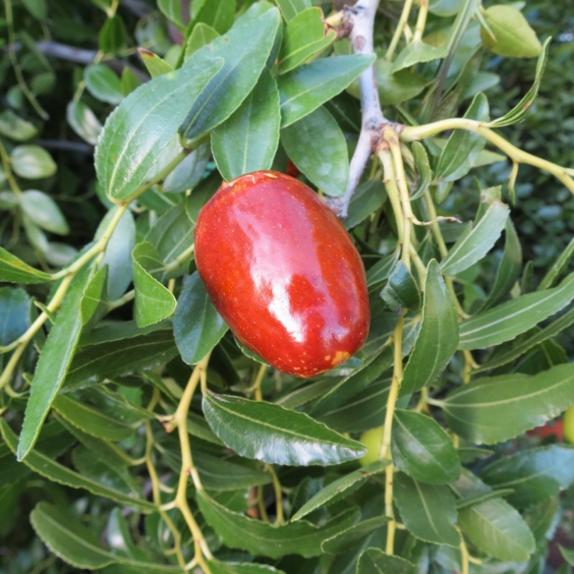 Curmal Chinezesc Lang, Ziziphus Jujuba