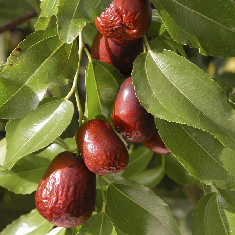 Curmal Chinezesc Lang, Ziziphus Jujuba