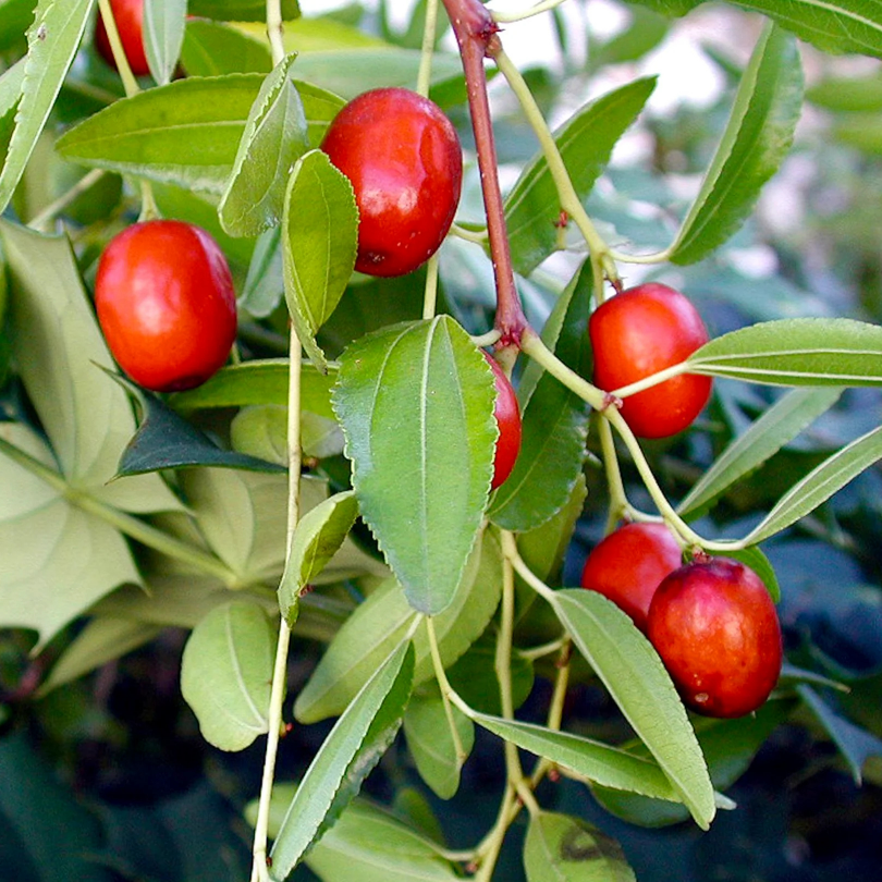 Curmal Chinezesc Dong, Ziziphus Jujuba