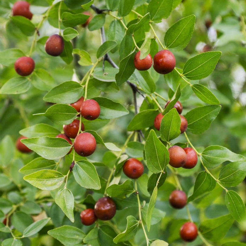 Curmal Chinezesc Dong, Ziziphus Jujuba