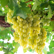 Vita de Vie Sugraone, Vitis Vinifera, fara samburi, alb