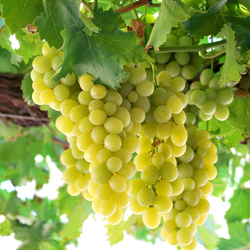 Vita de Vie Sugraone, Vitis Vinifera, fara samburi, alb