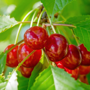 Cires Bigarreau Napoleon, Prunus Avium