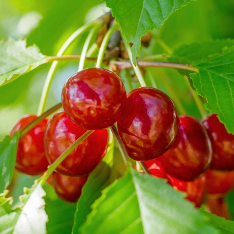Cires Bigarreau Napoleon, Prunus Avium