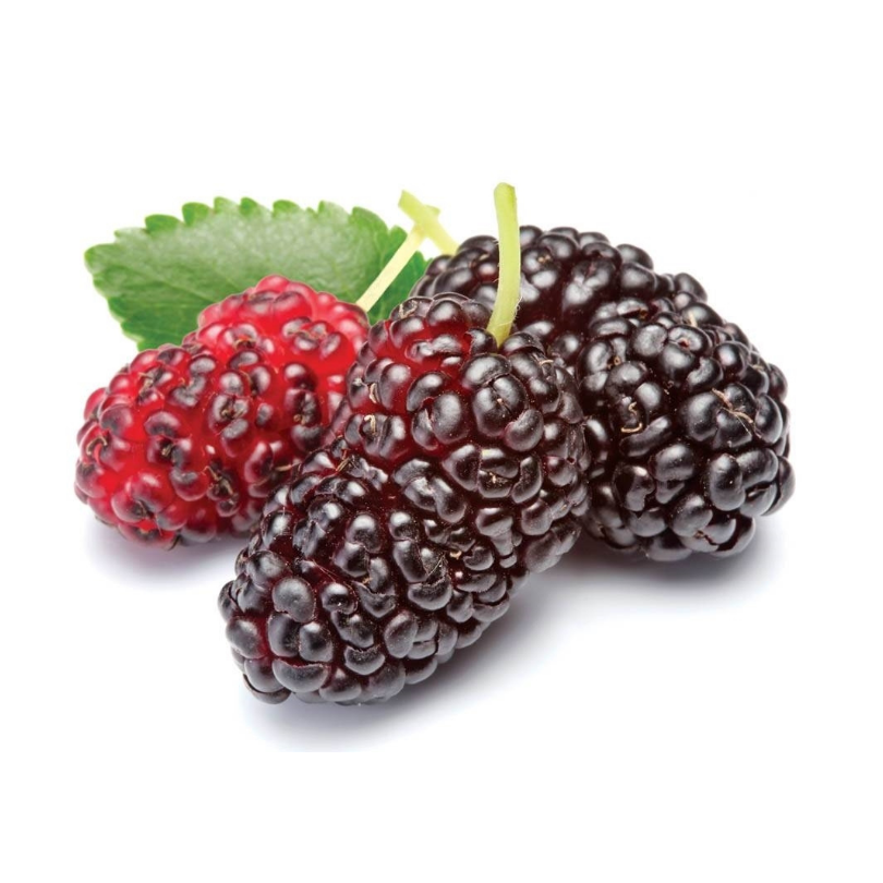 Dud Negru, Morus Nigra