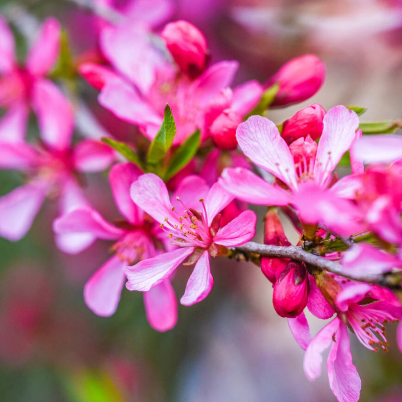 Migdal Pitic, Amygdalus Communis