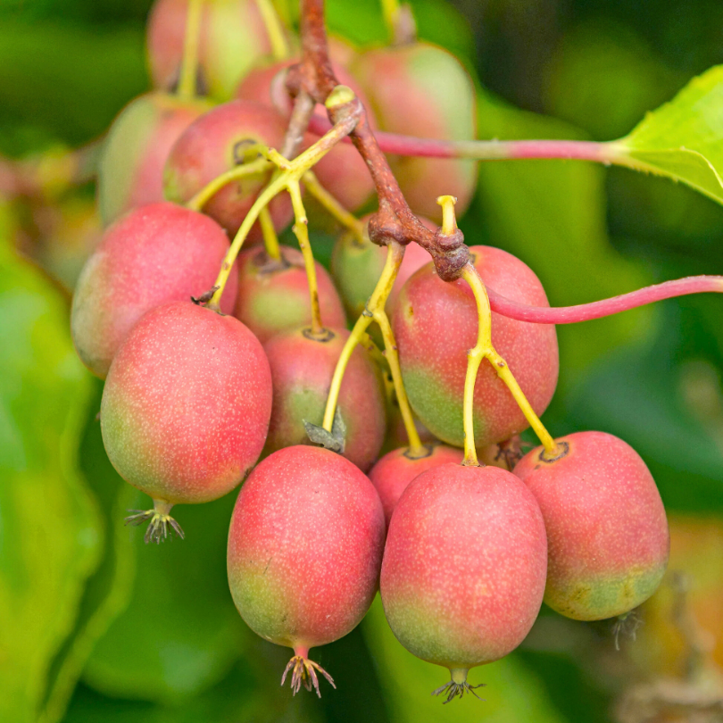 Mini-Kiwi Geneva, Actinidia Arguta, femela