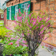 Migdal Pitic, Amygdalus Communis