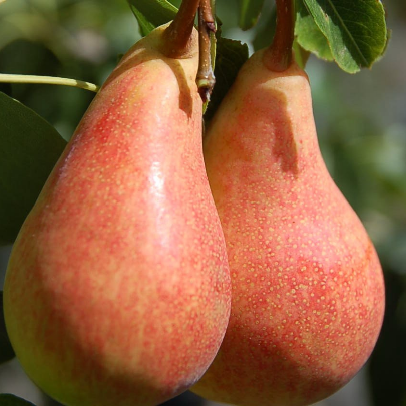 Par Bella di Giugno, Pyrus Communis