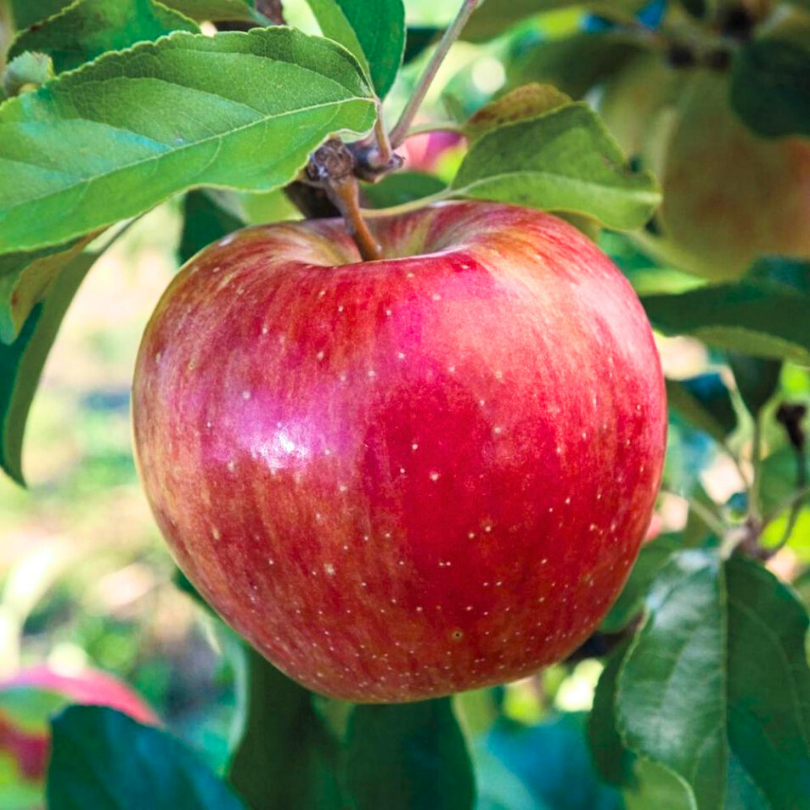 Mar Lobo, Malus Domestica