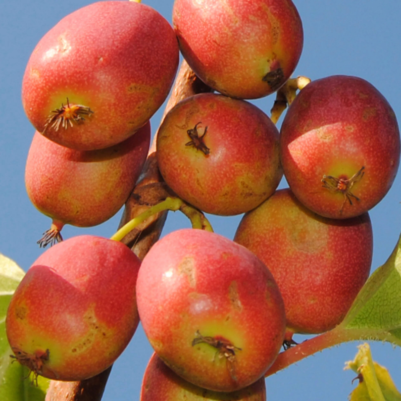 Mini-Kiwi Geneva, Actinidia Arguta, femela